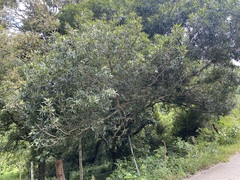 Quercus pinnativenulosa