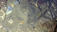 Cryptolithodes sitchensis