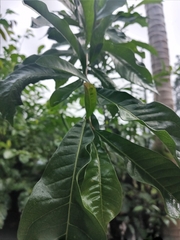 Crescentia cujete