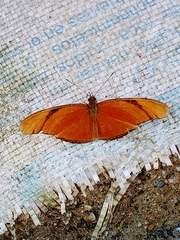 Dryas iulia moderata