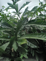 Crescentia cujete