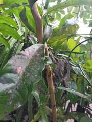 Crescentia cujete