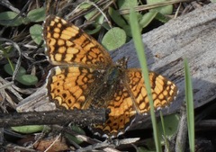 Phyciodes mylitta