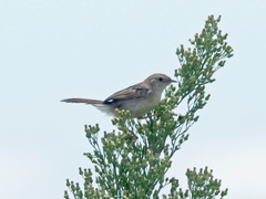 Cisticola tinniens