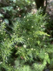 Asparagus sylvicola
