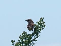 Cisticola tinniens