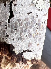 Lecanora subpallens