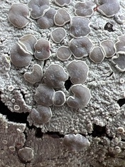 Lecanora subpallens