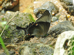 Papilio palinurus