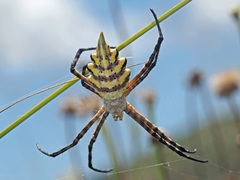 Argiope australis