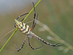 Argiope australis