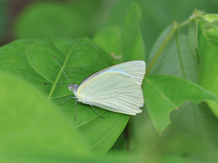 Appias albina