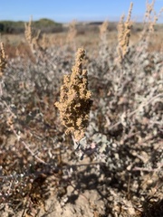Atriplex barclayana