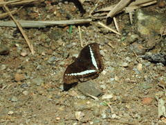 Euthalia recta