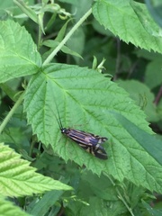 Macrostemum zebratum