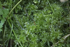 Plagiomnium undulatum