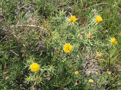 Berkheya pinnatifida ingrata