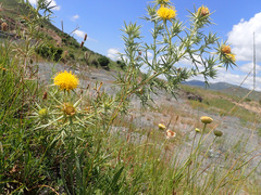 Berkheya pinnatifida ingrata