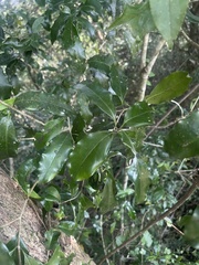 Olea capensis macrocarpa