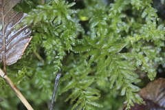 Plagiomnium undulatum