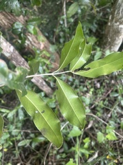 Olea capensis macrocarpa