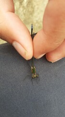 Chlorolestes tessellatus