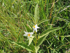 Solanum campylacanthum