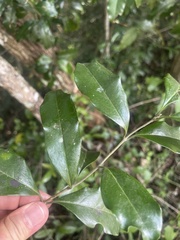 Olea capensis macrocarpa