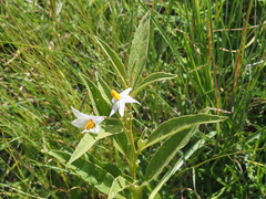 Solanum campylacanthum