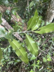 Olea capensis macrocarpa