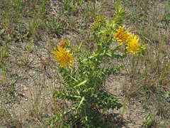 Berkheya onopordifolia