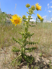 Berkheya onopordifolia