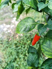 Capsicum annuum