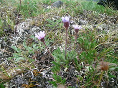 Erigeron hyperboreus