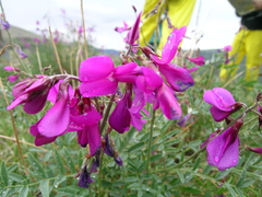 Hedysarum boreale