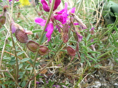 Hedysarum boreale