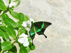 Papilio palinurus
