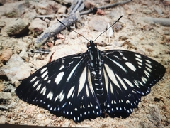 Euripus nyctelius