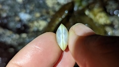 Kellia laperousii