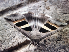 Grammodes bifasciata