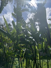 Heliconia psittacorum