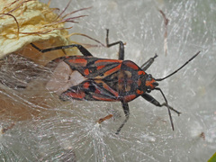 Spilostethus pandurus elegans