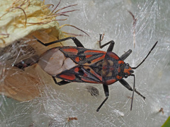 Spilostethus pandurus elegans