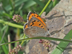 Lycaena clarki