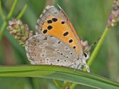 Lycaena clarki