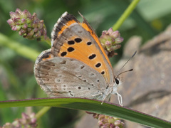 Lycaena clarki