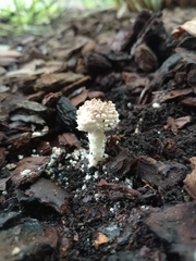 Leucoagaricus nympharum