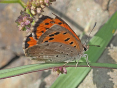Lycaena clarki