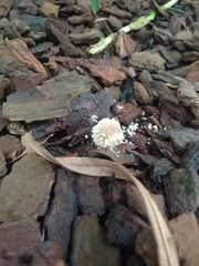 Leucoagaricus nympharum