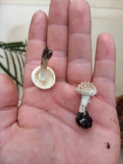 Leucoagaricus nympharum